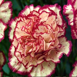 Dianthus