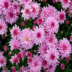 Chrysanthemum