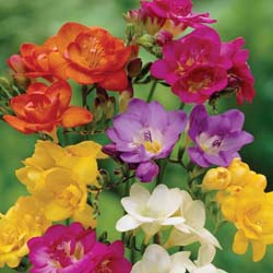 Freesia refracta