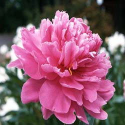 Paeonia